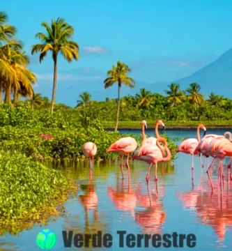 Flamingos alimentándose en una laguna poco profunda