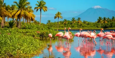 Flamingos alimentándose en una laguna poco profunda