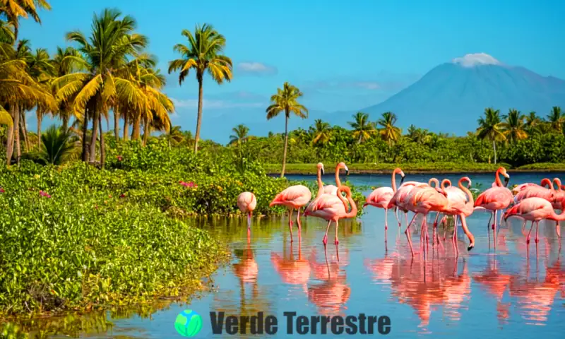 Flamingos alimentándose en una laguna poco profunda