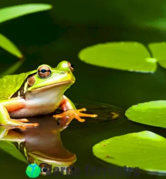 Rana atrapando un insecto en un hábitat natural lleno de vegetación y un pequeño estanque