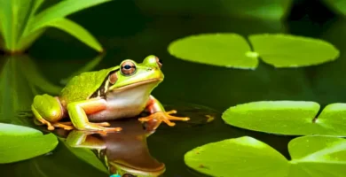 Rana atrapando un insecto en un hábitat natural lleno de vegetación y un pequeño estanque