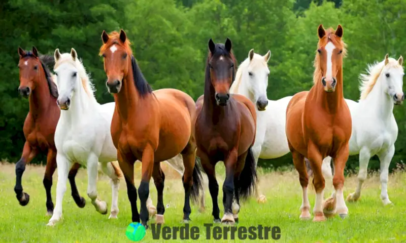 Collage de diez majestuosos caballos de razas grandes en un paisaje campestre, destacando un Clydesdale y un Shire en primer plano