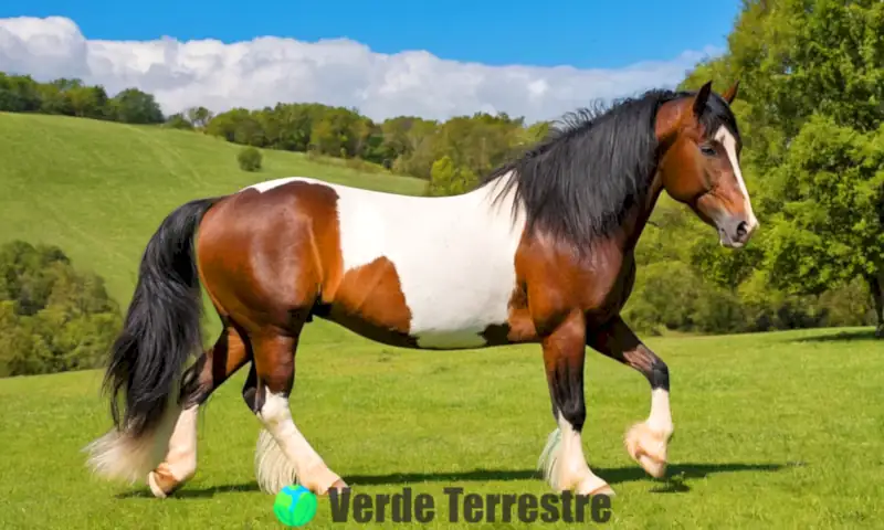 Diez majestuosos caballos de razas grandes en un prado verde bajo un cielo azul, destacando su belleza y elegancia