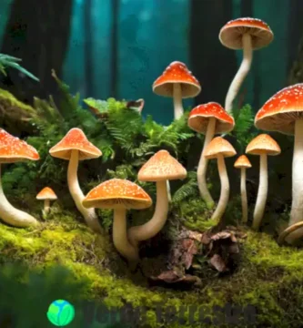 Ilustración mágica de diversas especies de hongos en un bosque vibrante