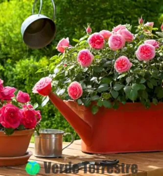 Maceta con rosas rojas y rosadas en una mesa de jardín