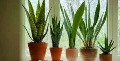 Variadas plantas de Sansevieria en un ambiente interior acogedor