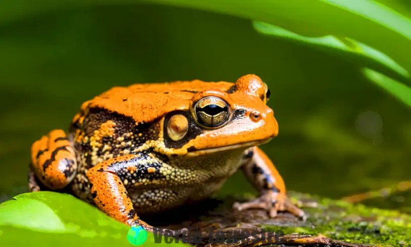 Rana tóxica en un entorno de pantano floridano, rodeada de mascotas preocupadas y elementos de advertencia