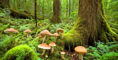 Escena de un bosque surrealista con organismos saprófitos