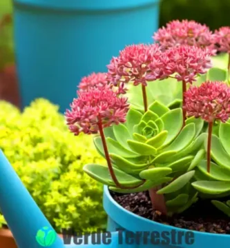 Ilustración de Sedum Sieboldii en una maceta decorativa