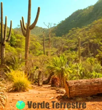 Escena de una jungla seca con flora y fauna diversa