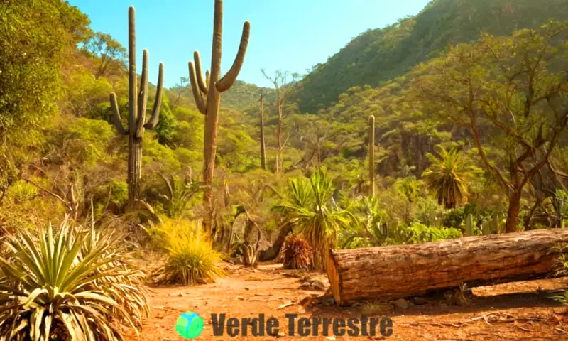Escena de una jungla seca con flora y fauna diversa