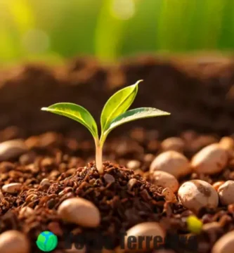 Brote de semillas de durazno en primer plano con tierra rica y herramientas de jardinería
