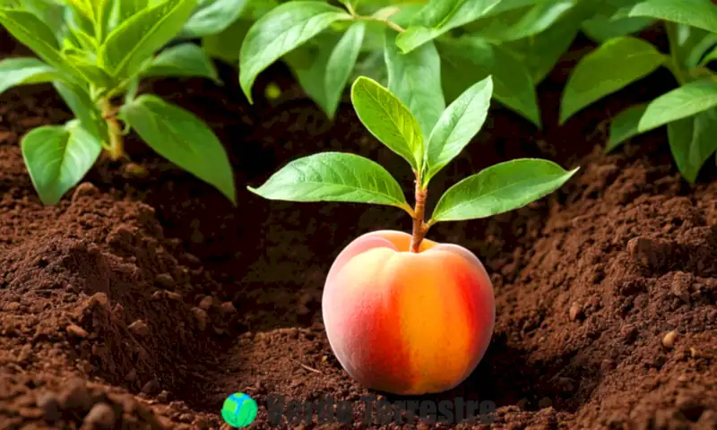 Plántula de durazno emergiendo del suelo rodeada de hojas verdes, con herramientas de jardinería y un cuaderno en un jardín soleado