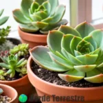 Sabuloso Echeveria setosa con hojas suaves verdes y bordes rosados