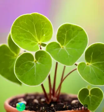 Acercamiento de una suculenta Ceropegia woodii con hojas en forma de corazón en tonos verdes y púrpuras