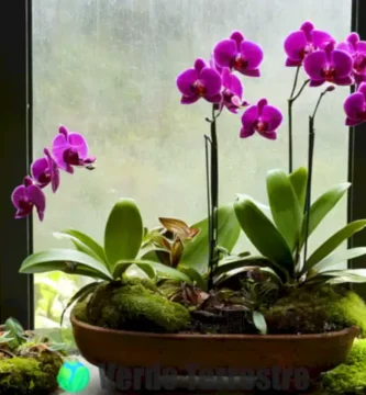 Ramo de orquídeas vibrantes en un invernadero luminoso