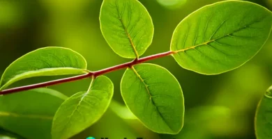 Ilustración educativa de un tallo de planta en corte transversal