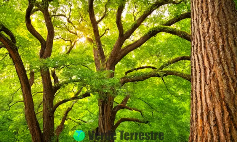 Portada de libro colorida con diferentes tipos de árboles etiquetados, rodeados de un bosque verde y soleado