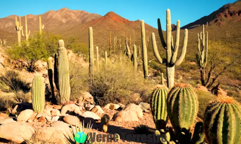 Variada colección de cactáceas en un desierto soleado, con etiquetas de cada especie