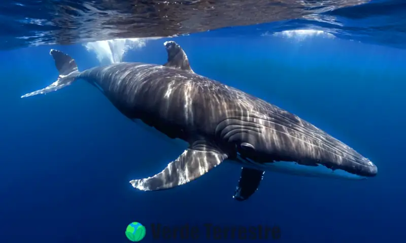 Portada que muestra 15 especies de ballenas odontocetos nadando en aguas cristalinas, rodeadas de coloridos arrecifes de coral y bancos de peces