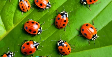 Ilustración colorida de 18 mariquitas en un jardín