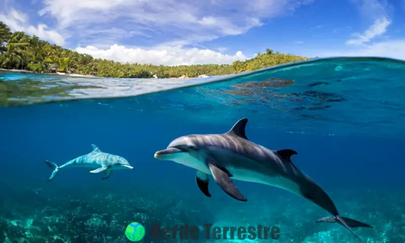 Escena submarina vibrante con corrientes oceánicas, delfines y medusas en un océano iluminado por el sol