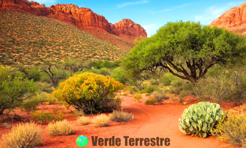 Ilustración de un ecosistema terrestre diverso, mostrando un matorral exuberante con arbustos y árboles pequeños, transicionando de desiertos áridos a bosques frondosos