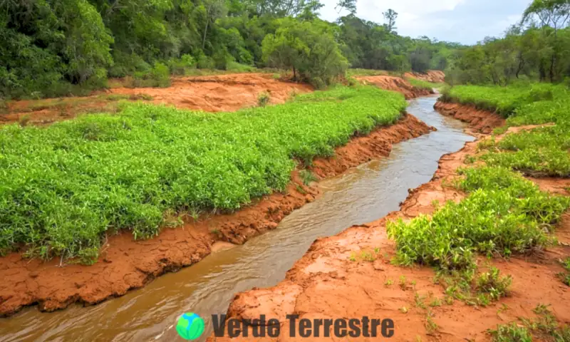 Paisaje que muestra los efectos de la erosión del agua, con un lado verde y rigenerado y otro de suelo erosionado, destacando la fauna y la vegetación