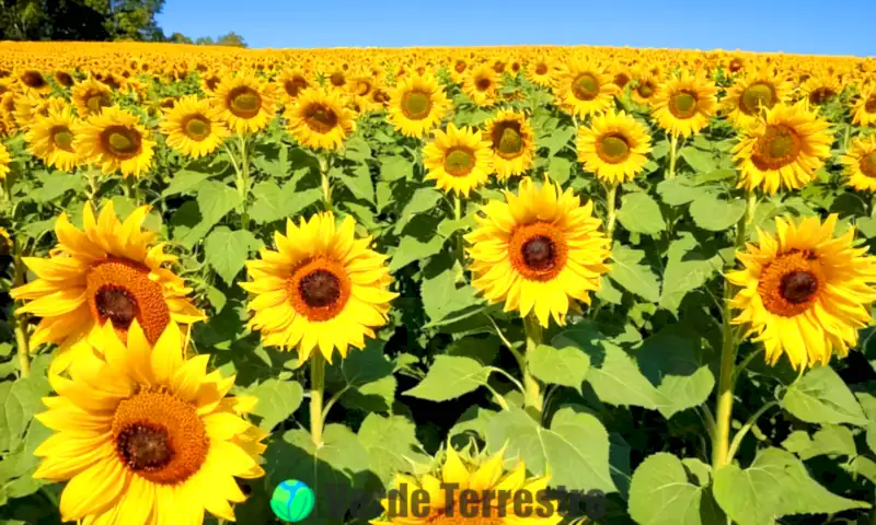 Siete variedades de girasoles de colores vivos en un jardín iluminado por el sol, rodeados de hojas verdes y otras flores