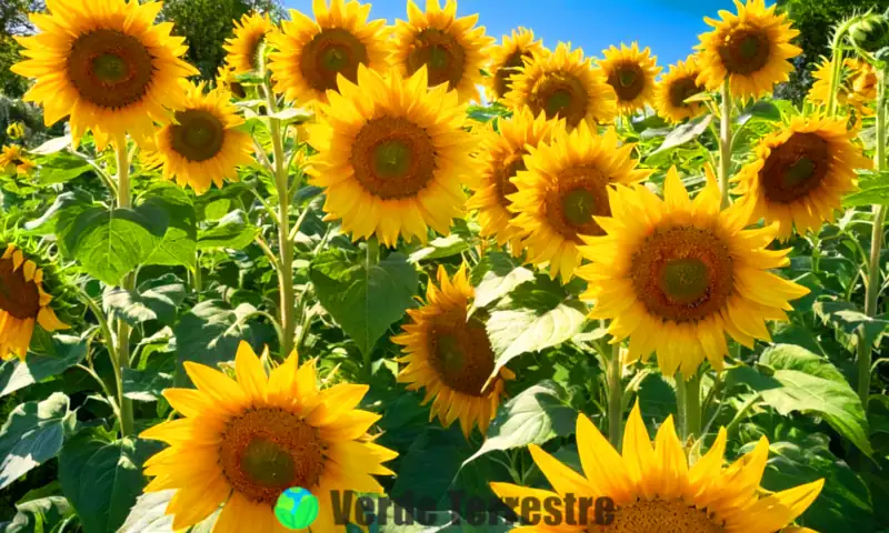 Cubierta vibrante con siete variedades de girasoles en un jardín soleado, rodeados de hojas verdes y un cielo azul