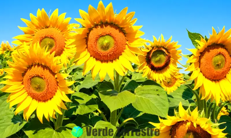 Ilustración colorida de siete variedades de girasoles en un jardín soleado, con etiquetas y consejos de cuidado