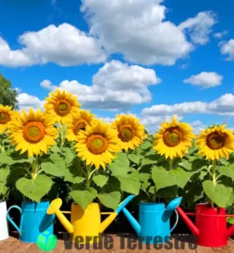 Siete tipos de girasoles en un jardín colorido