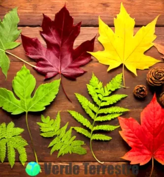 Colección vibrante de hojas etiquetadas sobre fondo de madera