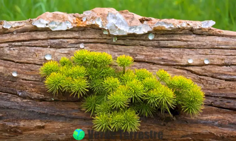 Ilustración que muestra tipos de meteorización: roca desgastada, piedra disolviéndose en lluvia ácida y plantas en un tronco, con un paisaje natural de fondo