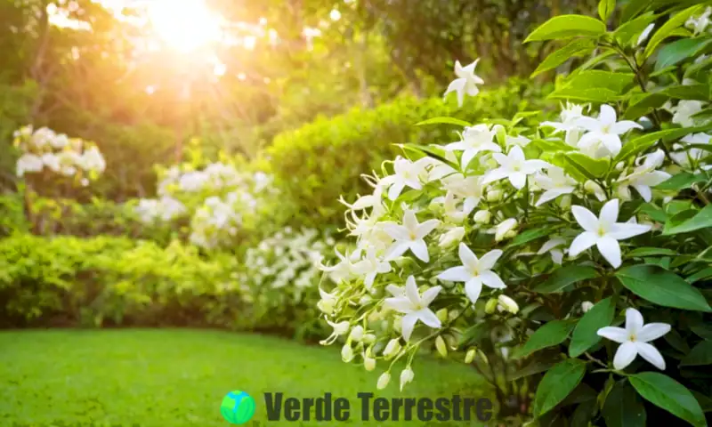 Jardín hermoso con nueve tipos de jazmines en flor, rodeado de vegetación verde y luz suave