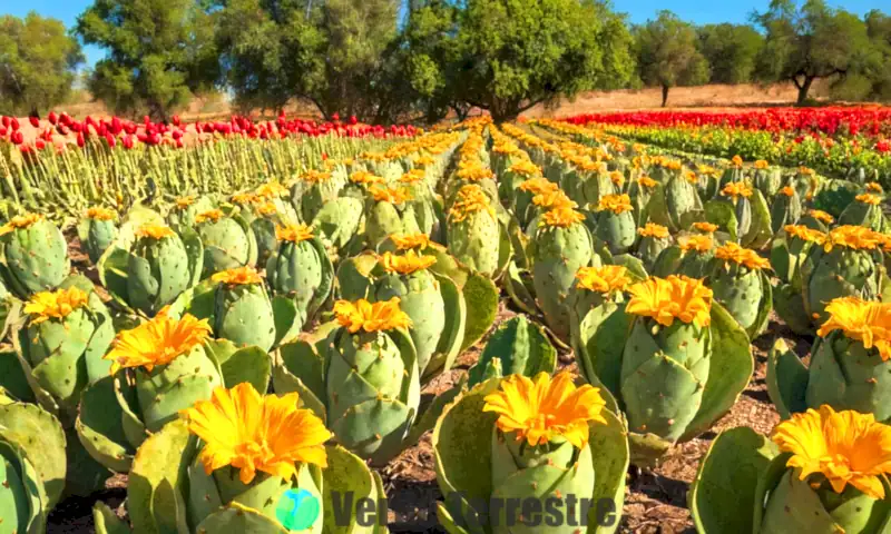 Bodegón artístico con 18 tipos de nopales en un campo agrícola bajo un cielo azul