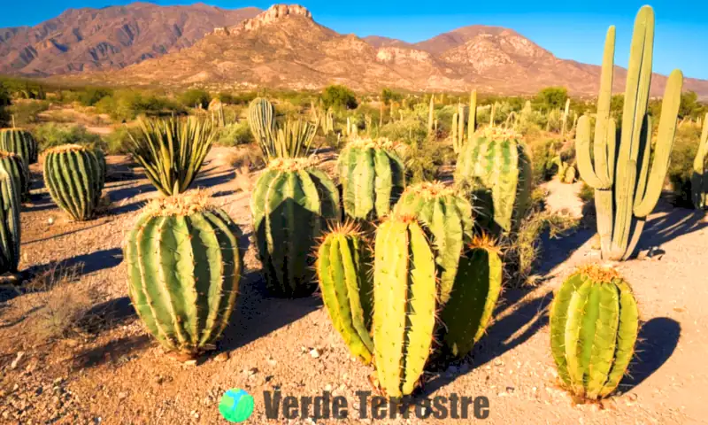 Dieciocho tipos de nopales en un desierto soleado, destacando su diversidad de formas y colores bajo un cielo azul