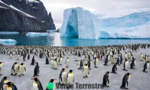 Ilustración de 18 especies de pingüinos en hábitats antárticos