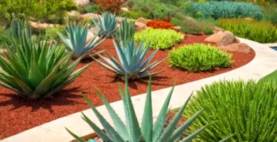 Diez variedades de plantas de Aloe Vera en un jardín soleado