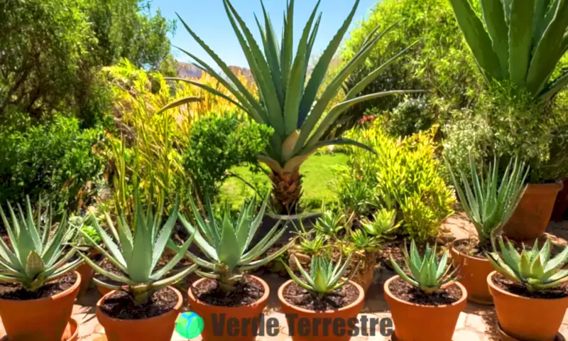 Diez variedades de Aloe Vera en un jardín soleado, con hojas verdes y herramientas de jardinería