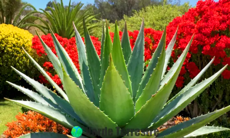 Diez tipos de plantas de Aloe Vera en un jardín sereno, etiquetadas y rodeadas de vegetación y flores coloridas bajo un cielo azul