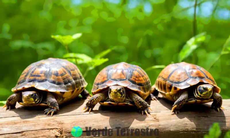Cinco especies de tortugas de caja en un entorno natural, rodeadas de vegetación, bajo una luz suave y un cielo azul