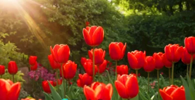 Tulipán rojo en un jardín vibrante