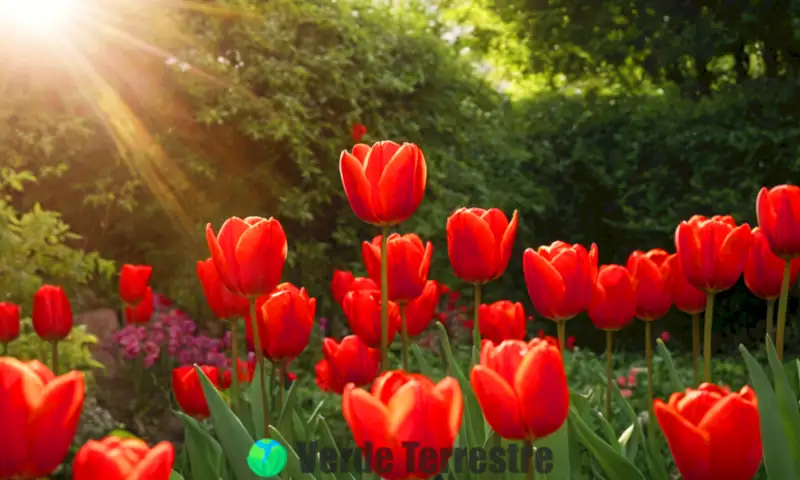 Tulipán rojo en un jardín vibrante