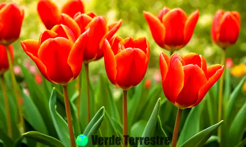 Primer plano de tulipanes rojos en flor en un jardín romántico, con un efecto de bokeh y mariposas
