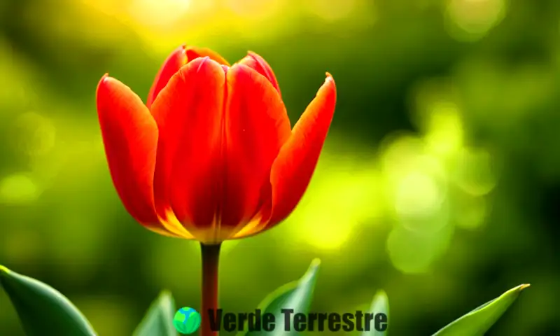 Primer plano de una tulipán rojo vibrante con hojas verdes en un jardín desenfocado y soleado
