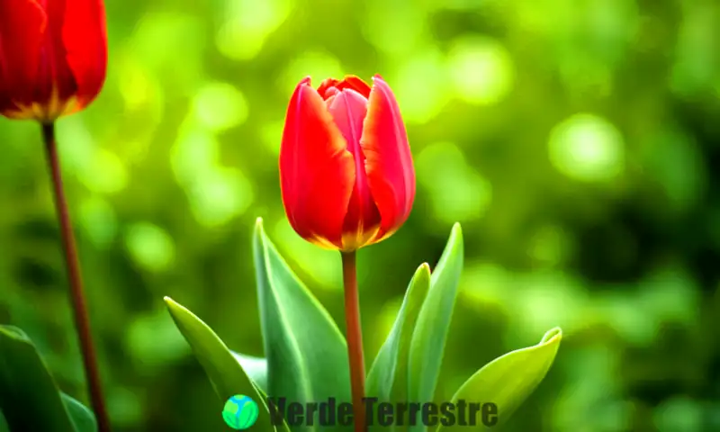 Un tulipán rojo rodeado de hojas verdes en un jardín romántico, con un fondo difuminado y elementos sutiles de corazones y destellos