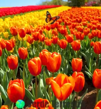 Jardín vibrante con diez tipos de tulipanes mexicanos