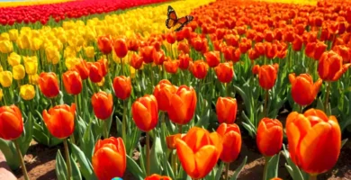 Jardín vibrante con diez tipos de tulipanes mexicanos