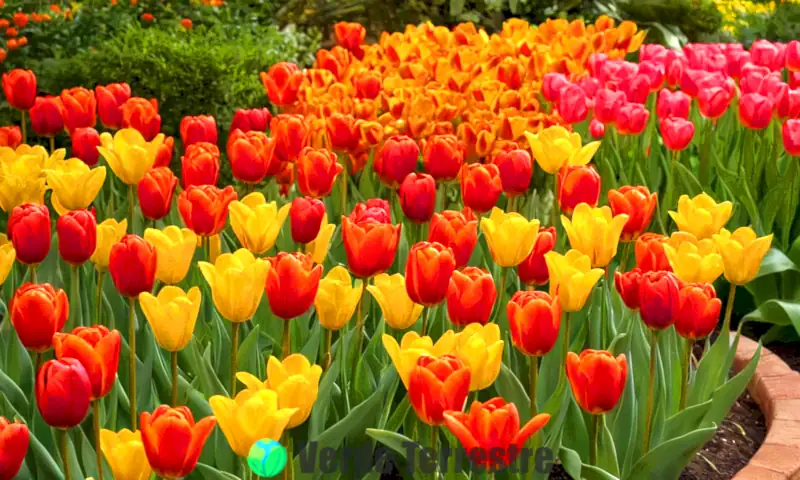 Ramo de tulipanes coloridos en un jardín mexicano, bajo luz suave, en estilo impresionista